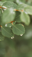 nature macro photos, nature, green, grass, sky, clouds