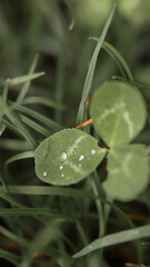 nature macro photos, nature, green, grass, sky, clouds