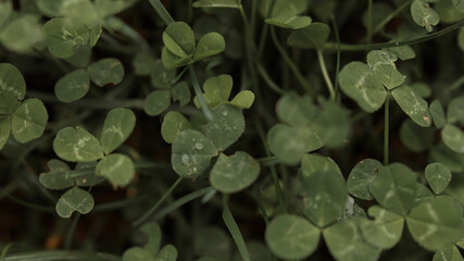 nature macro photos, nature, green, grass, sky, clouds