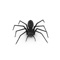 Black Spider Isolated on Transparent Background