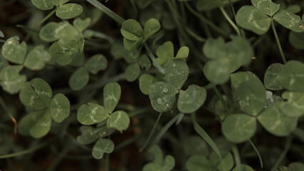 nature macro photos, nature, green, grass, sky, clouds