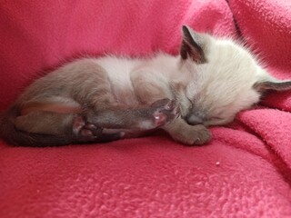 cat sleeping on a pillow