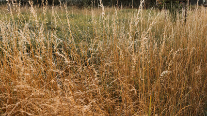 Obraz premium nature background, nature macro, nature, green, grass, sky, clouds