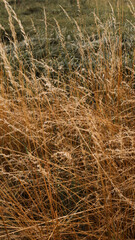 nature background, nature macro, nature, green, grass, sky, clouds