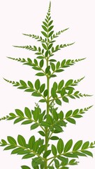 Fototapeta premium Water clover Marsilea minuta - a miniature fern edible herb often referred to as brain food in South Asian cuisine