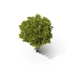 Fototapeta premium Green Ornamental Tree with Round Crown Isolated on Transparent Background