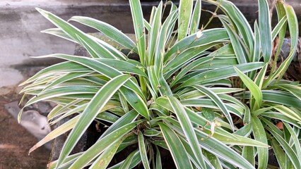Air-Purifying Spider Plant (Chlorophytum comosum): A Lush Green Indoor Houseplant with Distinctive White-Edged Leaves, Ideal for Sustainable Office and Home Greenery