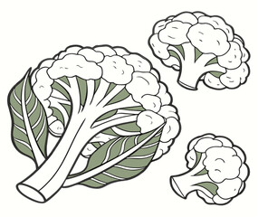 Fototapeta premium cauliflower vector illustration