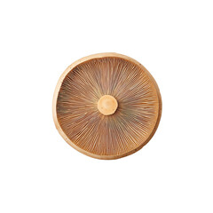Mushroom gills, textured surface, fungi nature isolated object on a transparent background
