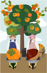 가을 과수원에서 단감을 수확하는 농부