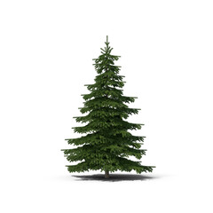 Green Pine Tree Isolated on Transparent Background