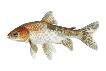 Detailed illustration of a koi fish swimming gracefully in clear waters, showcasing vibrant colors and patterns