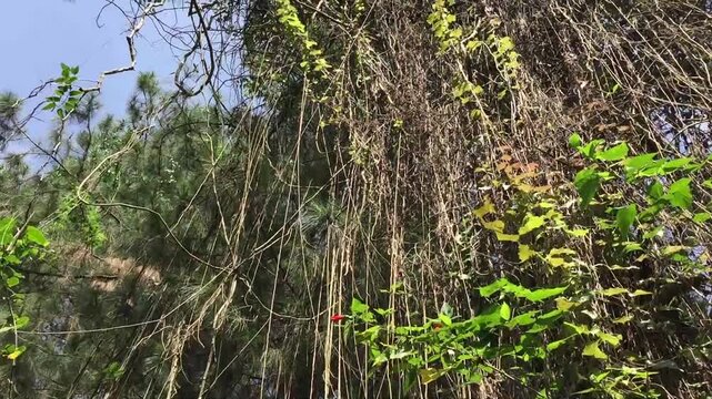 The cissus sicyoides plant, princess vines, curtain ivy or cissus verticillata grows by climbing and climbing on other plants with hanging curtain roots