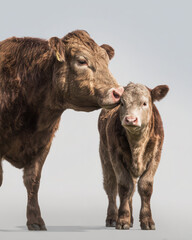 Fototapeta premium Cow and Calf Nuzzling Tender Moment Soft Mood