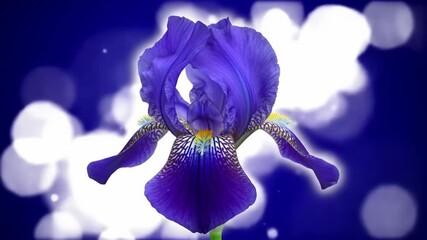 Close-up of vibrant purple iris flower with a bokeh background