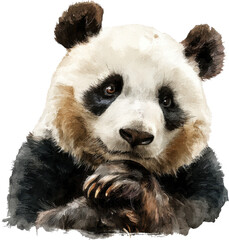 Fototapeta premium Adorable giant panda cub sitting and eating bamboo with soft fur texture