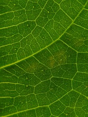 An intricate close-up of a green leaf, showing the network of veins that form a unique pattern