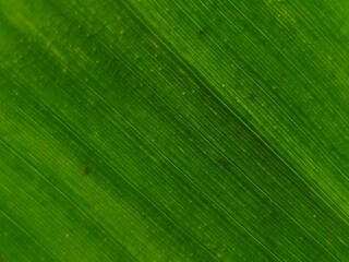 A bright green leaf taken close up, showing off the intricate texture of the details and fine...