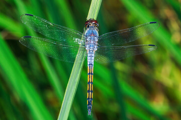 Dragonfly perching on green grass stem with open wings