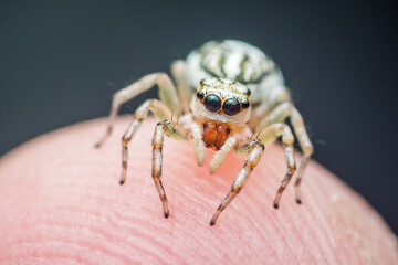 Jumping spider crawling on human skin with dark background
