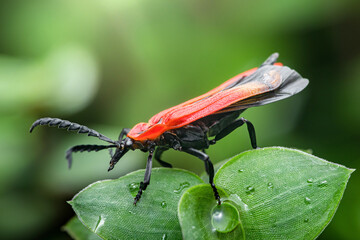 Net-winged beetle crawling on a green leaf with water drops