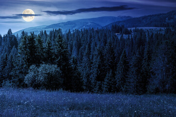 mountain landscape with fir forest on the hill in summer at night. hiking through beautiful nature...