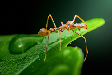 Kerengga ant-like jumper spider walking on green leaf