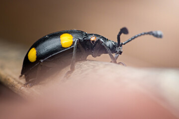 Four-spotted fungus beetle crawling on a branch