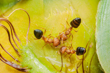 Three ants crawling on yellow-green surface with hairs