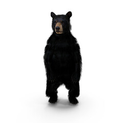 Black Bear Standing Upright Isolated on Transparent Background