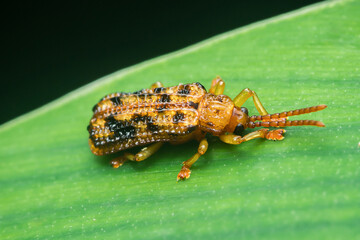 Tortoise beetle crawling on a vibrant green leaf