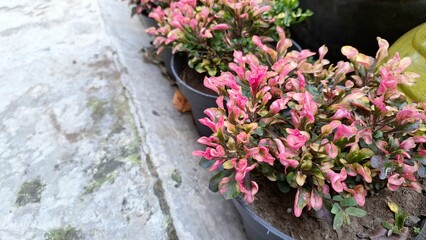 Alternanthera Plant Foliage as Natural Background, Garden Wallpaper with Colorful Leaves for Botanical Design Project