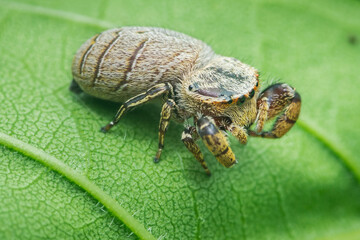 Jumping spider crawling on a bright green leaf