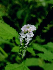 dav.Macro photo small wild flower (Heliotropium indicum ) blossom in the bush with natural background 