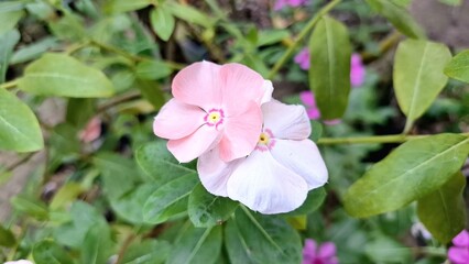 Fototapeta premium White Pink Periwinkle Flower in Natural Light with Green Foliage and Raindrops