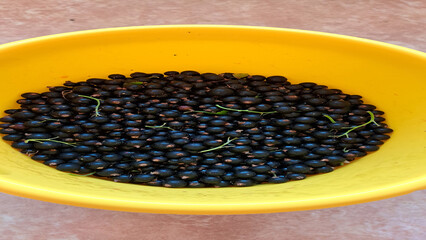 Freshly harvested blackcurrants in a bright yellow bowl, showcasing the rich texture and color of...