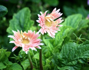 Two Light Pink Gerbera Daisies Blooming in a Green Garden Setting
