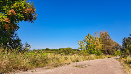 Scenic view of a winding dirt road surrounded by lush greenery and vibrant trees under a clear blue sky, inviting exploration and adventure in nature's tranquility