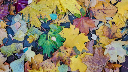Colorful autumn leaves in various shades of yellow, orange, and green scattered on the ground,...