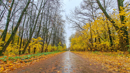 Serene autumn landscape featuring a winding dirt path surrounded by vibrant yellow foliage and bare trees, creating a tranquil atmosphere in a peaceful forest setting