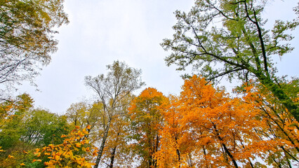 Vibrant autumn foliage with golden and orange leaves against a cloudy sky, showcasing the beauty of nature in a serene forest environment with tall trees