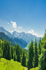 mountain landscape in summer with pine trees