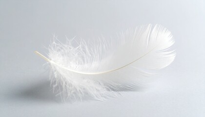 Obraz premium Single White Feather