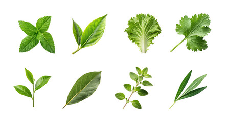 Set of various fresh herb and salad leaves including mint, bay, oregano and more isolated on clean transparent background in PNG for culinary use, food packaging and healthy eating visuals