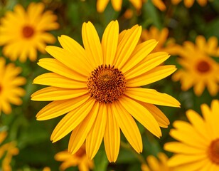 Fototapeta premium Close-up of bright yellow flower, surrounded by similar blooms, shallow depth of field