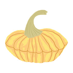 Yellow and orange pumpkin hand drawn on white background, autumn vegetable in cozy colors. Thanksgiving and harvest season decoration