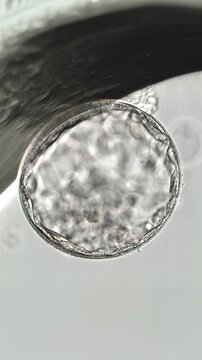 Hatched grade BA human blastocyst. Human embryo in the fifth day of development at the blastocyst stage just hatched. Prepared for transfer to a woman in assisted fertilization techniques. Video 4k.
