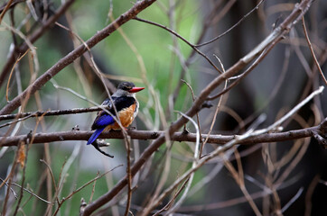 Grey headed kingfisher in Botswana