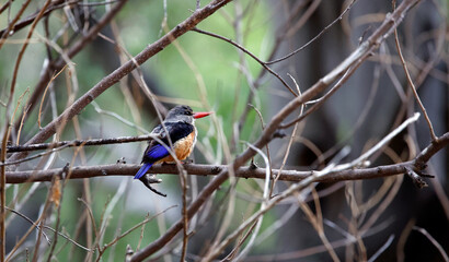 Grey headed kingfisher in Botswana