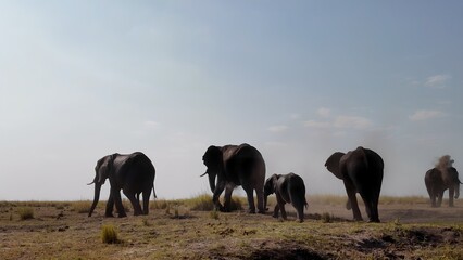Safari Skyline In Chobe National Park Kasane Botswana. African Big Five Animals In The Stunning Safari. Nature Clouds Sky Sky Forest. Nature Panoramic. Chobe National Park Kasane.